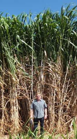Giant King Grass Very High Yield 15 + feet tall in 6 months Harvest tall 2 times a year Growing in