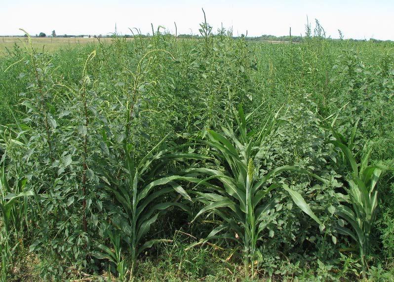 with most weeds in the early stages of crop growth, especially under