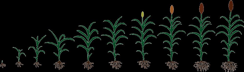 SORGHUM WEED CONTROL http://www.sorghumcheckoff.