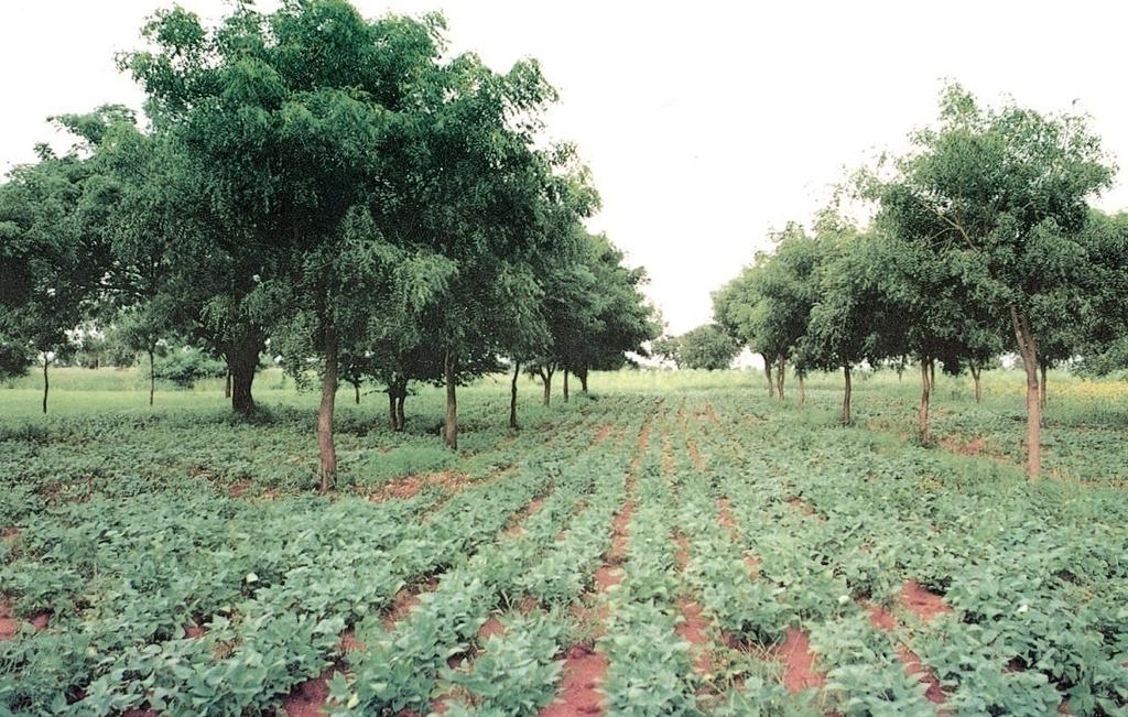 Agro-forestry systems