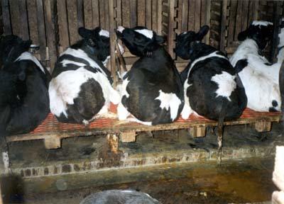 Veal a. Female beef and dairy calves are usually kept within the herd. b. Male calves become veal.
