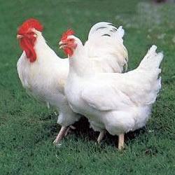 13.There are two main types of domesticated chickens.