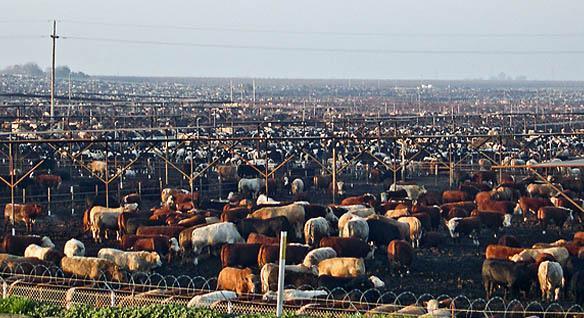 Feedlots Once the calves reach about 6-8 months of age, they are moved to a feedlot to be finished. 5.