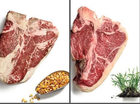 Finishing the cattle on a diet of grains has a few adverse health effects on the animals. 6. a. More fat is produced and deposited in the muscle.