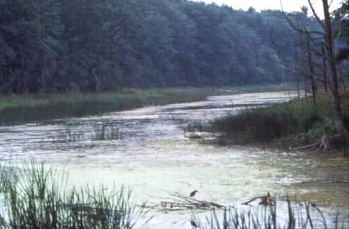Wetlands prevent property damage