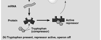 OPERATORS function as switches to turn transcription ON or OFF.