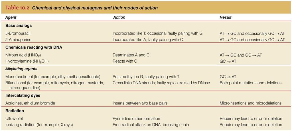 10.4 Mutagenesis Induced mutations: Mutations occur at a greatly increased