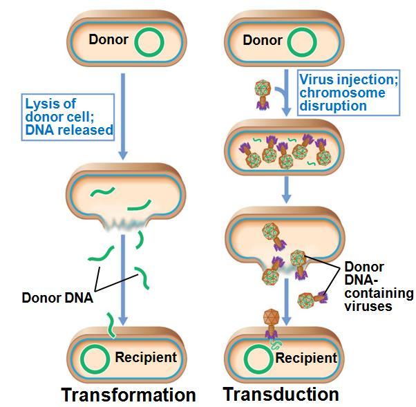 II. Gene Transfer Transformation by