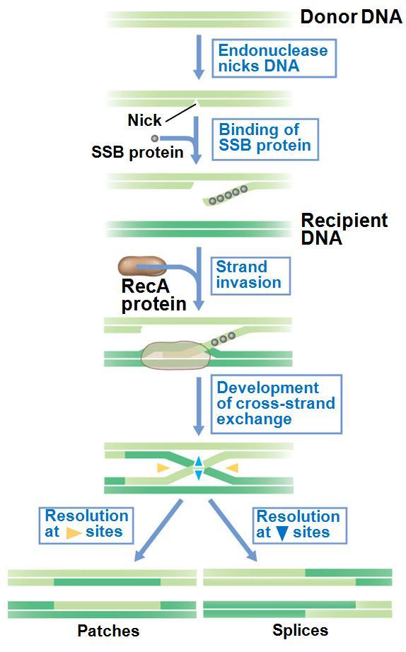 10.6 Genetic Recombination Homologous Recombination: a process that results