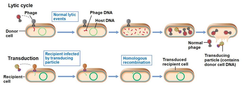 10.8 Transduction Transduction: DNA transfer mediated by a virus.