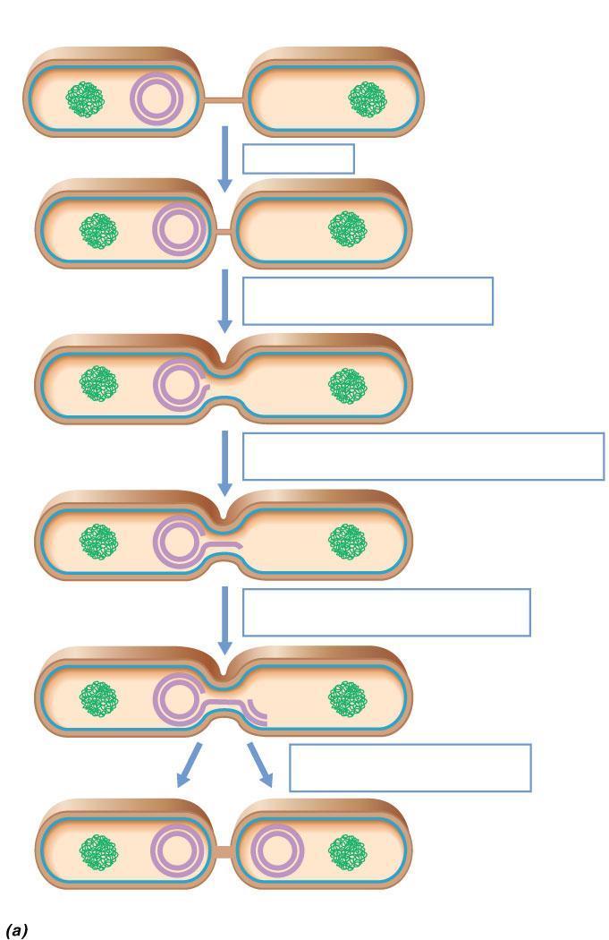 10.9 Conjugation Bacterial chromosome F plasmid Pilus DNA is synthesized by rolling circle replication. F cell (donor) Pilus retracts F cell (recipient) Cell pairs stabilized.