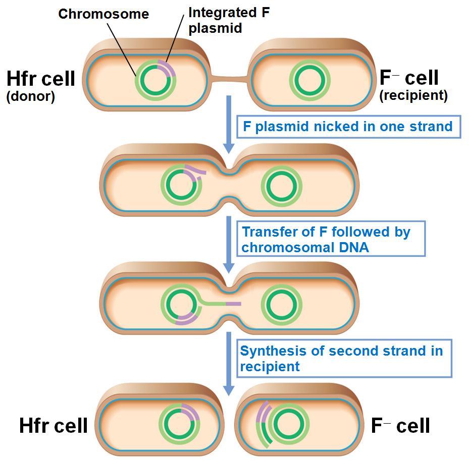 10.10 Chromosome transfer Hfr +