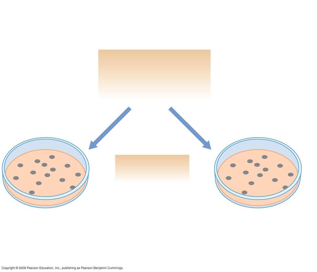 Hfr donor: F recipient: Thr + Leu + Lac + Str s X Thr Leu Lac Str r Mating, to allow conjugation, followed by plating onto agar media Thr + Leu + Str r recombinants Lac + Str r recombinants Selection