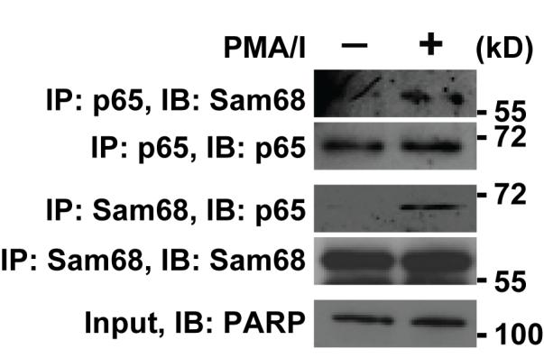 Supplementary Figure S1. The association of Sam68 and p65 is enhanced in stimulated Jurkat cells.