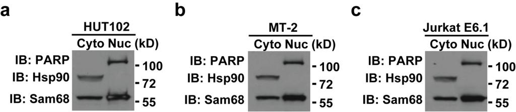 Supplementary Figure S2. Sam68 preferentially localizes in the nucleus.