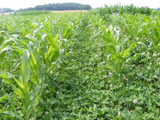 Cover Crops can have positive attributes that you are all well aware of including Erosion control Prevention of