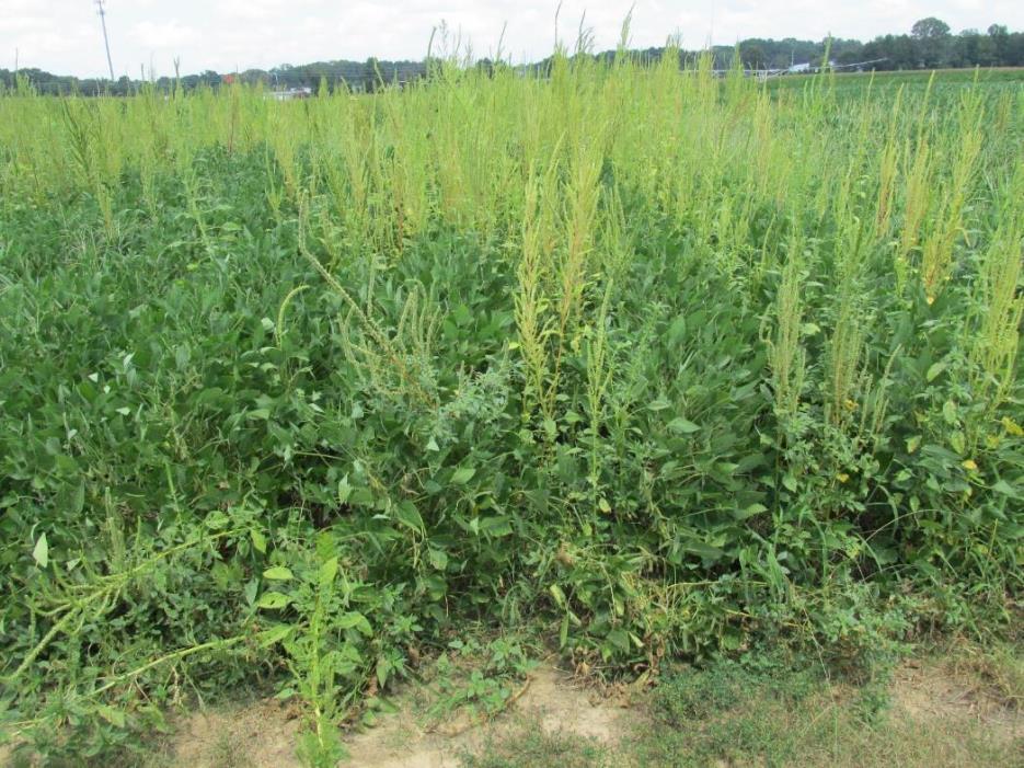Wheat/Vetch Cover No herbicide Cover crops offer weed SUPRESSION of