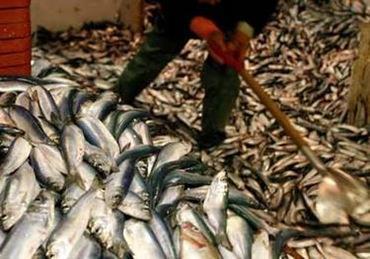 OVERFISHING Overfishing is taking wildlife from the sea at rates too high for fish species to replace themselves Fisherman remove more than 170 billion pounds of