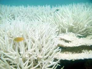 ORGANISMS AFFECTED BY TEMPERATURE RISE Coral is vulnerable to temperature changes Reefs will bleach (eject their symbiotic algae) at even a slight temperature rise Bleaching slows coral growth, makes