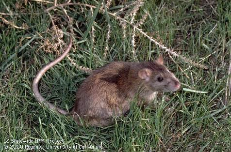 Vertebrate Pest Control Research Program Funds 1991 to Present Surcharge Funds Used to Maintain Rodenticide Registrations