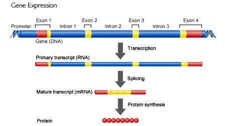 In order to make all proteins, there must be a genetic code for each amino acid in order to make all proteins.