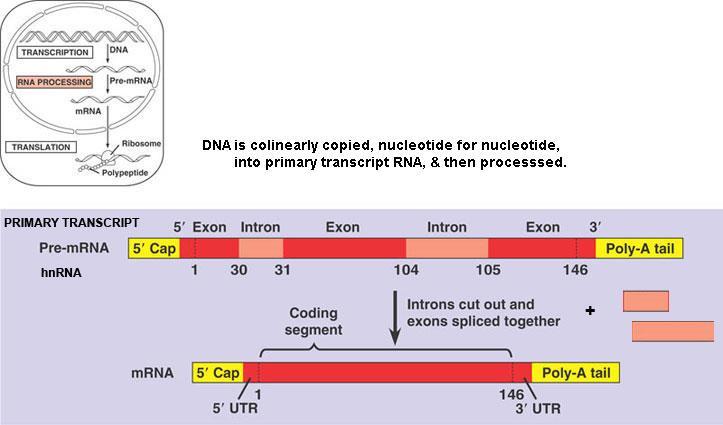 The average pre-mrna molecule has nucleotides, enough to code for a protein with amino acids. The average protein has amino acids, so it requires an average of nucleotides in modified RNA.