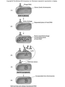 Genetic transfer (generalized transduction) Genetic