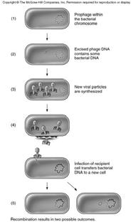 Movement of transposons can occur in plasmids and