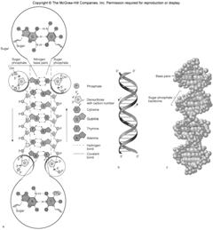 Translation 5 6 DNA DNA is long and occupies a