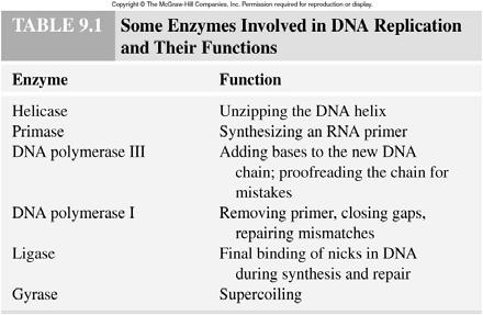 Semiconservative replication of DNA synthesizes a new strand of DNA from a template strand.