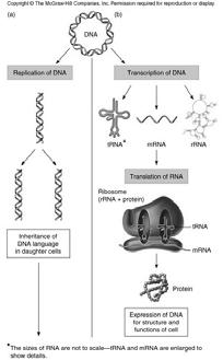 This enables trnas to bind, followed by protein synthesis.