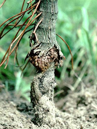 Crown Gall Disease - A Natural Case of Plant Genetic