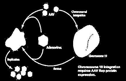 AAV Cycle AAV undergoes productive infection when co-infected with a helper virus, such as adenovirus. This is characterized by genome replication, viral gene expression and virion production.