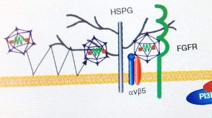 AAV2 attachment is primary mediated by heparan sulphate proteoglycans (HSPG), while internalization is aided by co-receptors, such as αvβ5 integrin and fibroblast growth factor receptor 1 (FGFR-1).
