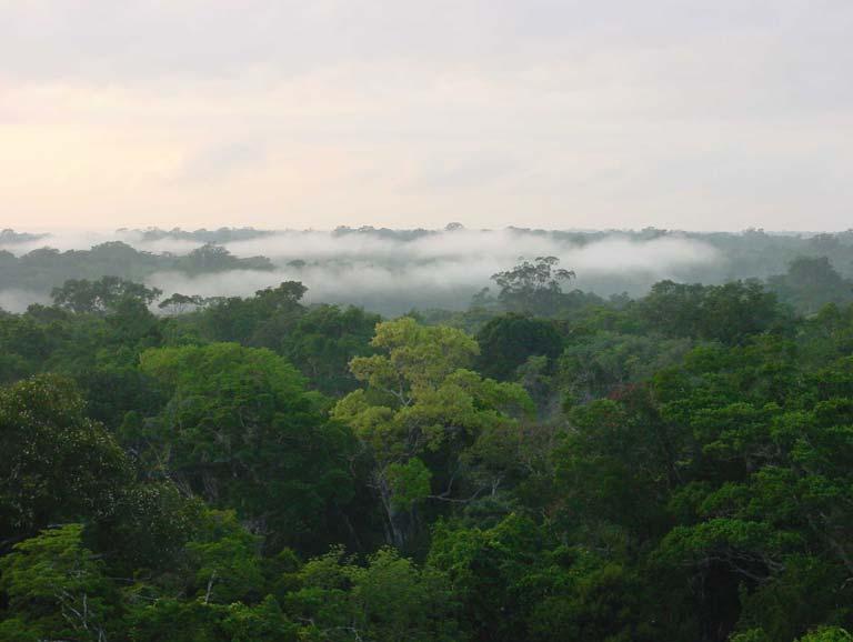 Can we evaluate the probability of drought-driven Amazon Dieback/scrubification/savannisation?