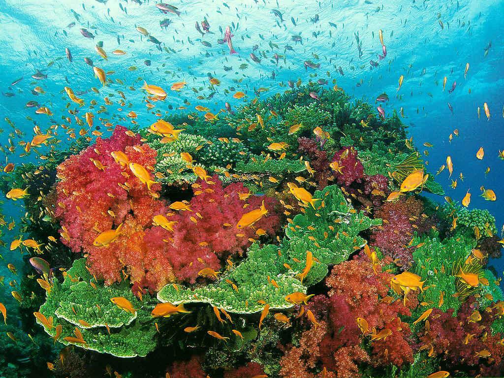 Bleaching Coral Reefs and Ocean