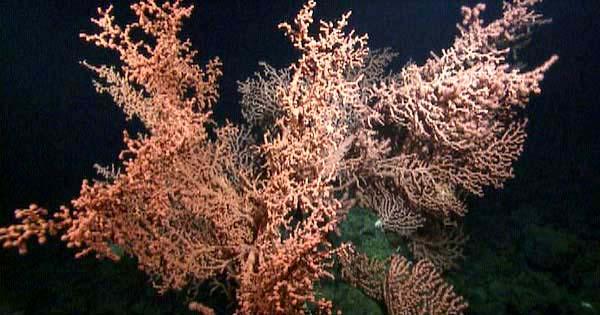 proves crucial, as most modern types of coral are unable to adapt quickly enough to sudden