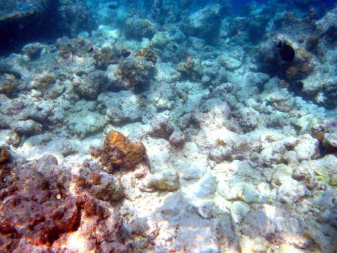 Coral Bleaching Coral Bleaching is a process in which coral experiences a loss of