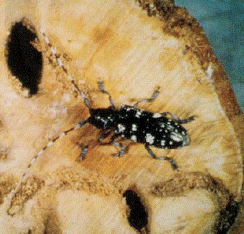Long-Horned Beetle A new threat to forested ecosystems in the United States Larva Adult Killed