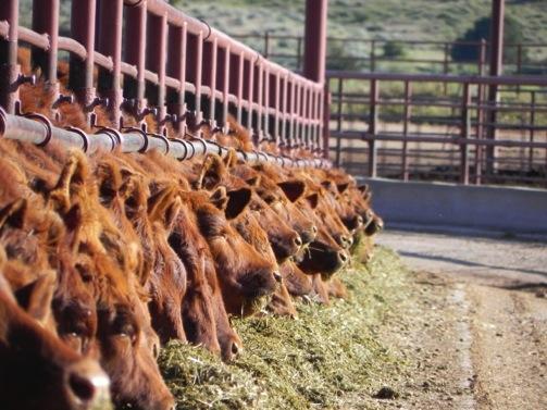 Range Beef Cow Symposium, Dec. 3-5, 213 12/5/13 Heifer Development 8% of U.S. herds are Spring calving (USDA, 21) Dry-lot, feed-lot environment Targeted growth rates & strategic development programs Use of A.