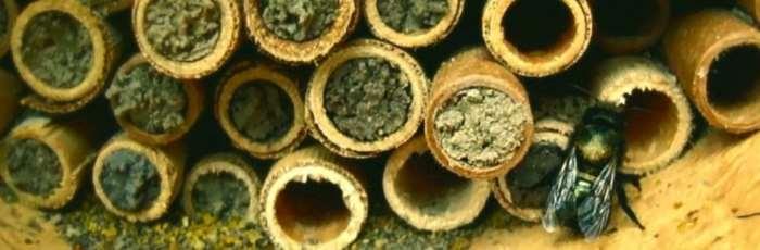 What are second generation leafcutter bees? In the heat of summer, leafcutter beeeggs are able to hatch and develop right away, emerging as a new generation of adult bees.