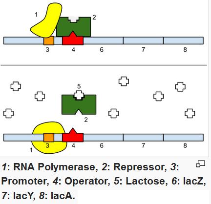 8) What is the name given to the short (6 &10 bp) sequence of bases in the RNA prior to