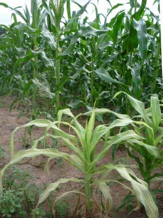 and broad-based germplasm from the International Maize and Wheat Improvement Center, eastern and southern Africa, the temperate zone, central and south America, Thailand, DECALB, and other sources to