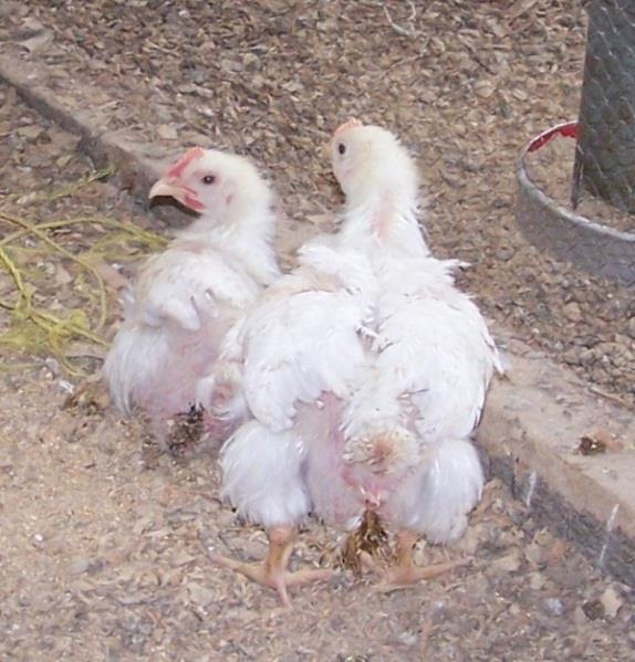 500 ppb AF diet Aflatoxin and Poultry (Broilers)