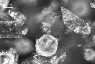 Over time, the oil phase disappears and crystals nucleate and grow, while real-time microscopy images reveal that crystals are actually growing out of the oil droplets as well (b).