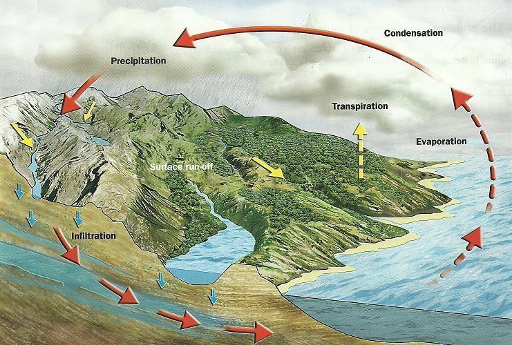 2. The water cycle The water cycle is the movement of water throughout the Earth.