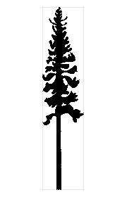 Western white pine (Pw) - Pinus monticola Tree Species > Western white pine Page Index