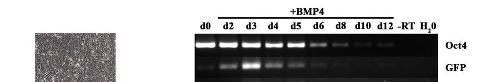 Gene expression in