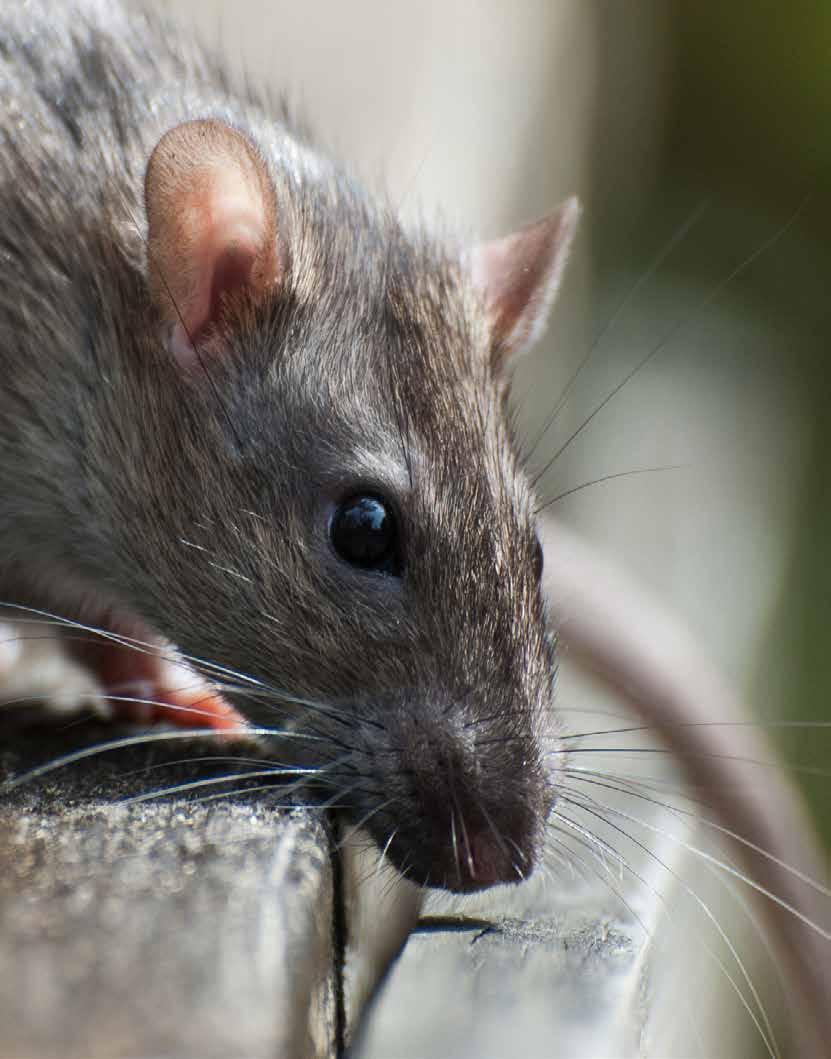 Best Practice and Guidance for Rodent Control and the Safe Use of Rodenticides CONTENTS: 1 INTRODUCTION PAGE 7 2 RODENT CONTROL STRATEGY PAGE 7 3 THE RISK HIERARCHY PAGE 8 4 AVOIDING RODENT