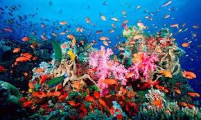 organisms Coral reef = a mass of calcium carbonate composed of the skeletons of corals Open ocean systems Causes of